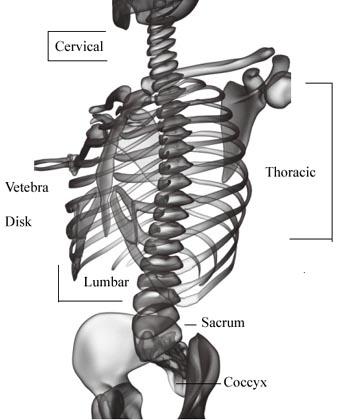 Anatomy of the Human Back (Spinal Column)